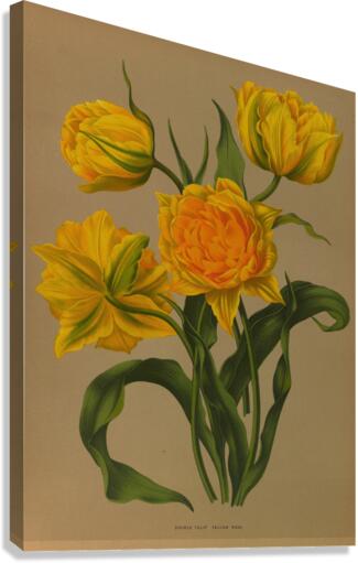 Album van Eeden : Haarlems flora : 1872-1881 Canvas Print