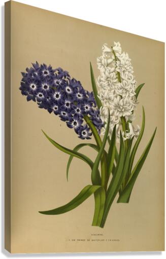 Album van Eeden : Haarlems flora : 1872-1881 Canvas Print