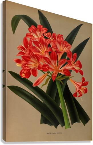 Album van Eeden : Haarlems flora : 1872-1881 Canvas Print