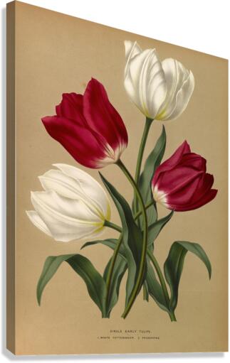 Album van Eeden : Haarlems flora : 1872-1881 Canvas Print