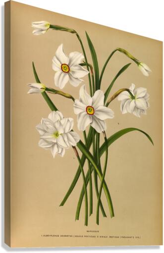Album van Eeden : Haarlems flora : 1872-1881 Canvas Print