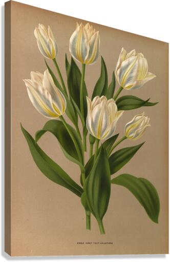 Album van Eeden : Haarlems flora : 1872-1881 Canvas Print