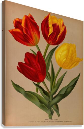 Album van Eeden : Haarlems flora : 1872-1881 Canvas Print