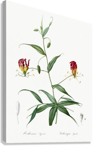 Flame lily illustration  Canvas Print
