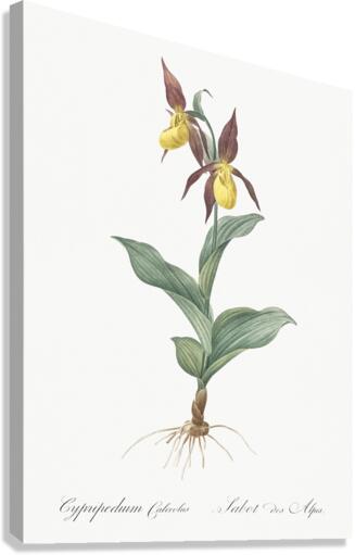 Lady slipper orchid illustration  Canvas Print