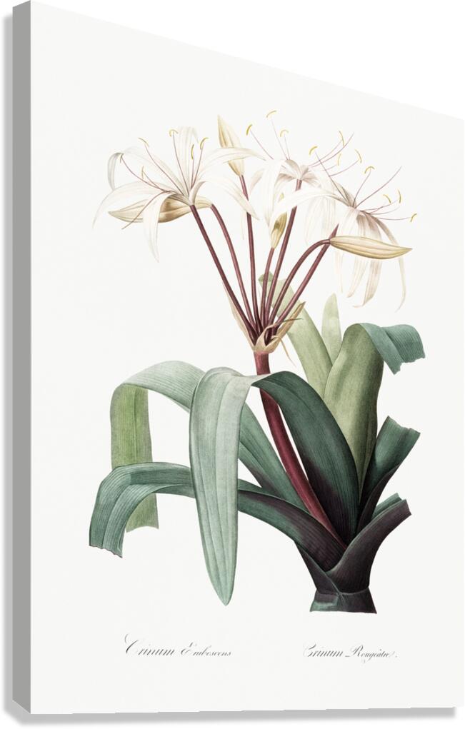 Crinum erubescens illustration  Canvas Print