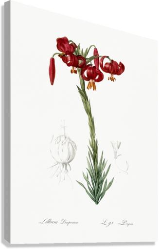 Lily illustration  Canvas Print