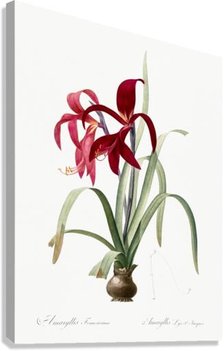 Lily illustration  Canvas Print