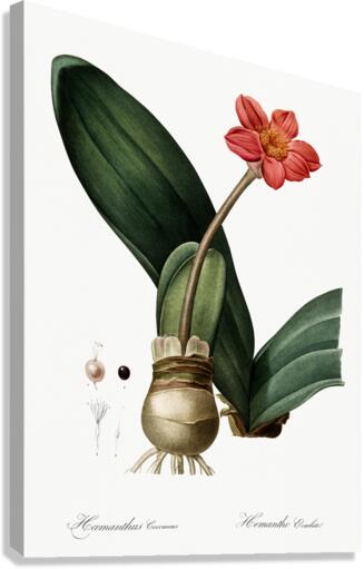Blood lily illustration  Canvas Print