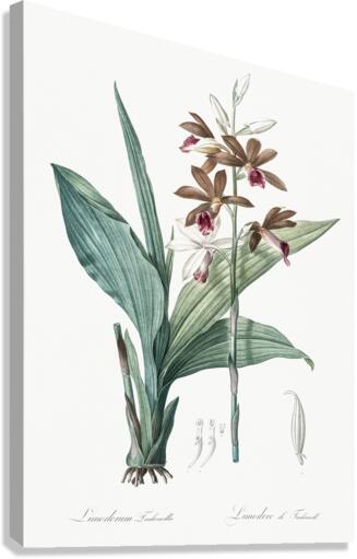 Limodorum tankervilleae illustration  Canvas Print