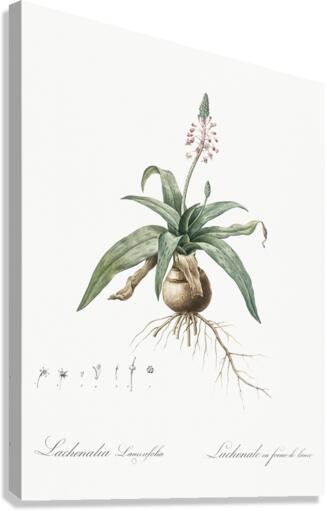 Lachenalia lanceaefolia illustration  Canvas Print