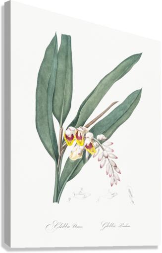 Shellflower illustration  Canvas Print