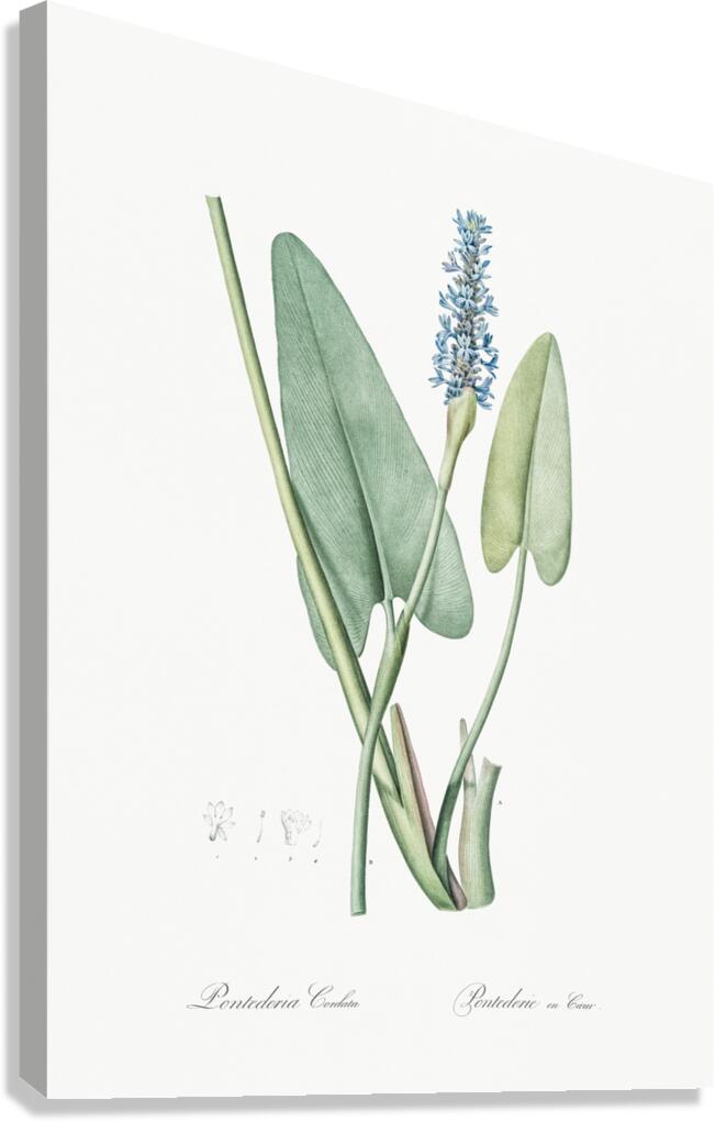 Pickerelweed illustration  Canvas Print
