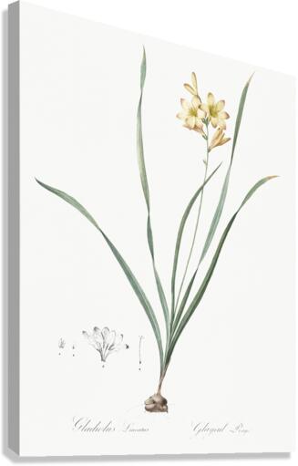 Gladiolus lineatus illustration  Canvas Print