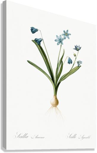 Scilla amoena illustration  Canvas Print