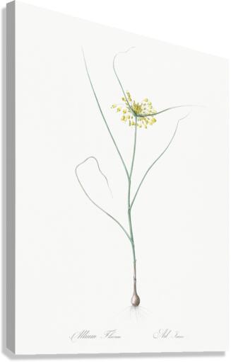 Small yellow onion illustration  Canvas Print