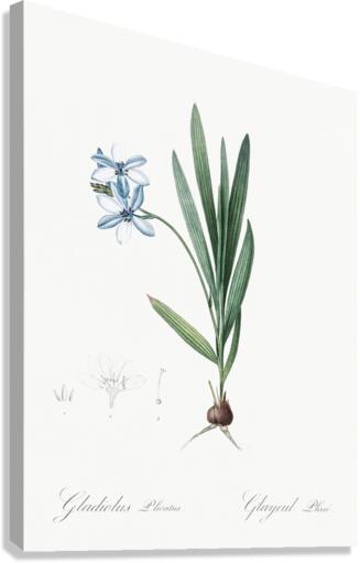 Gladiolus plicatus illustration  Canvas Print