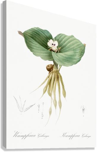 Sand ginger illustration  Canvas Print