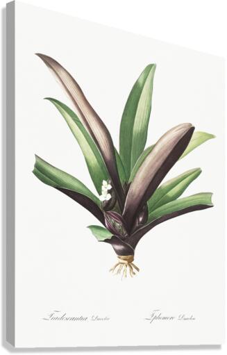 Boat lily illustration  Canvas Print