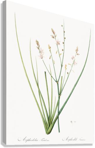 Asphodelus fistulosus illustration  Canvas Print