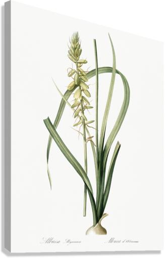 Koyosa illustration  Canvas Print