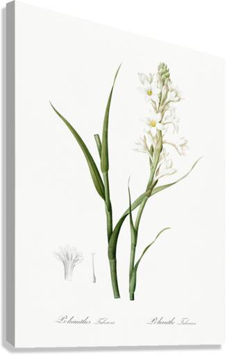 Polianthes tuberosa illustration  Canvas Print