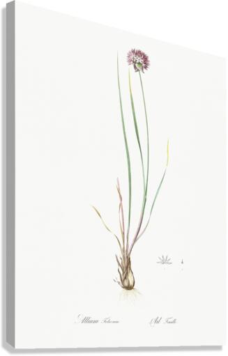 Allium foliosum illustration  Canvas Print
