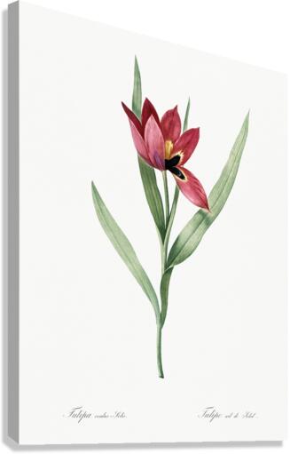 Tulipa oculus Colis illustration  Canvas Print