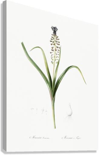 Grape hyacinth illustration  Canvas Print