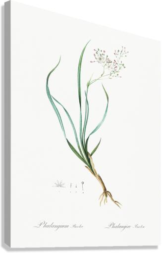 Phalangium bicolor illustration  Canvas Print
