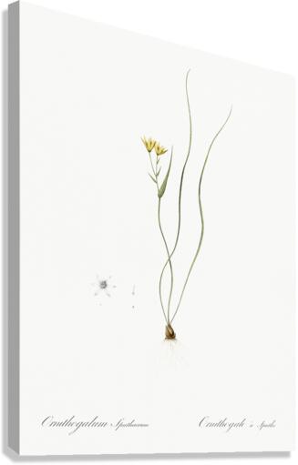 Ornithogalum spathaceum illustration  Canvas Print
