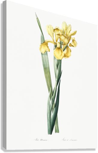 Iris Monnieri illustration  Canvas Print