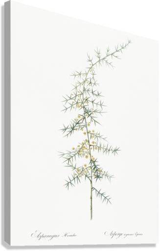 Asparagus horridus illustration  Canvas Print