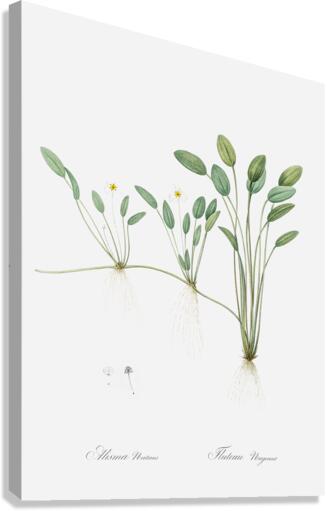 Floating water-plantain illustration  Canvas Print