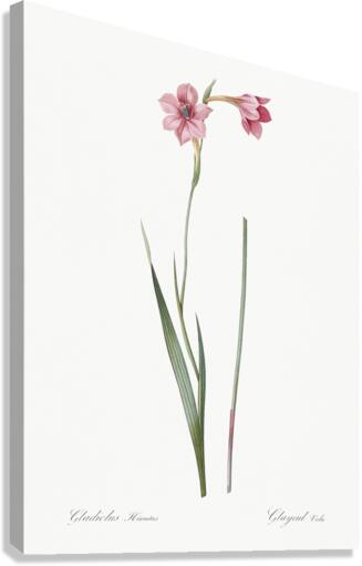 Sword lily illustration  Canvas Print