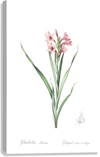Sword lily illustration  Canvas Print
