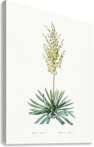 Adam needle illustration  Canvas Print