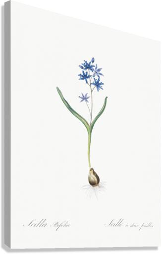 Alpine squill illustration  Canvas Print