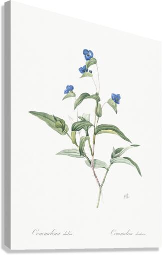 Blue spiderwort illustration  Canvas Print