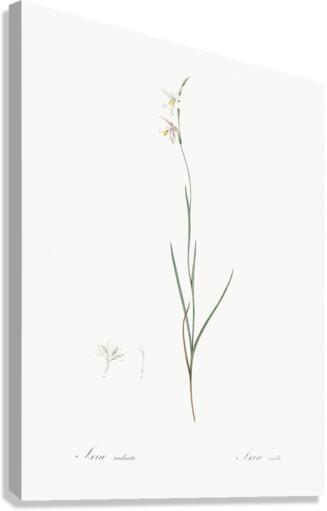 Hesperantha illustration  Canvas Print