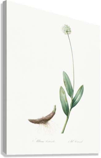 Victory onion illustration  Canvas Print