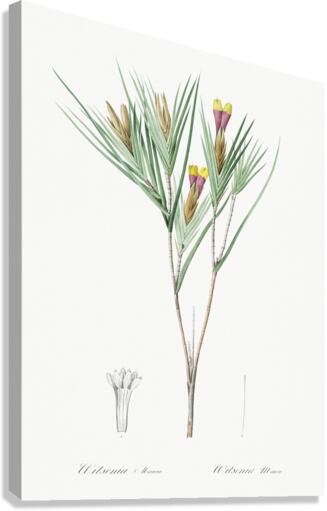 Witsenia maura illustration  Canvas Print