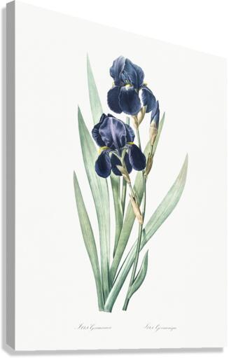 German iris illustration  Canvas Print