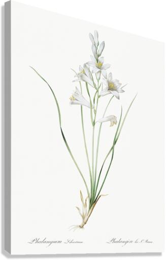Paradise lily illustration  Canvas Print