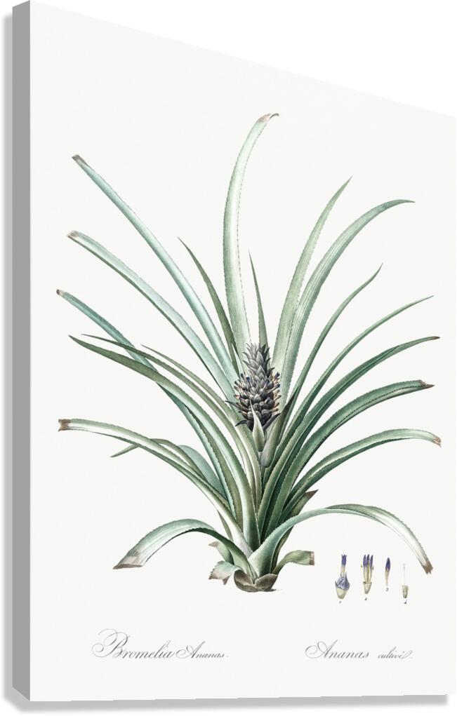 Pineapple illustration  Canvas Print