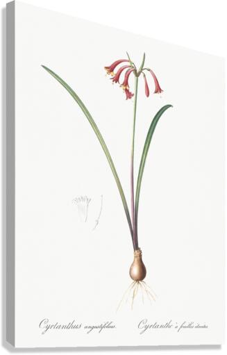 Brandlelie illustration  Canvas Print