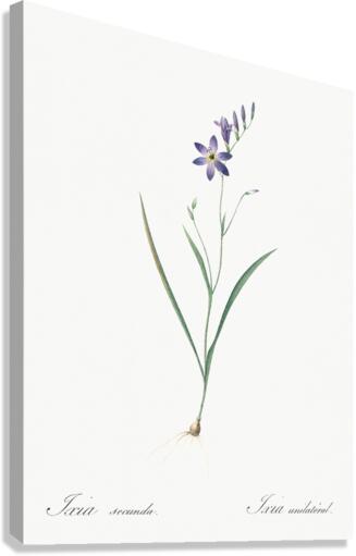 Ixia secunda illustration  Canvas Print