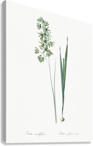 Turquoise ixia illustration  Canvas Print