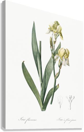 Lemonyellow iris illustration  Canvas Print