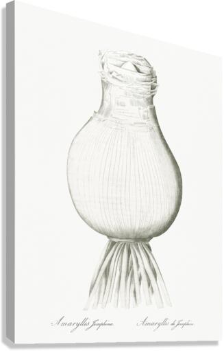 Daffodils illustration  Canvas Print